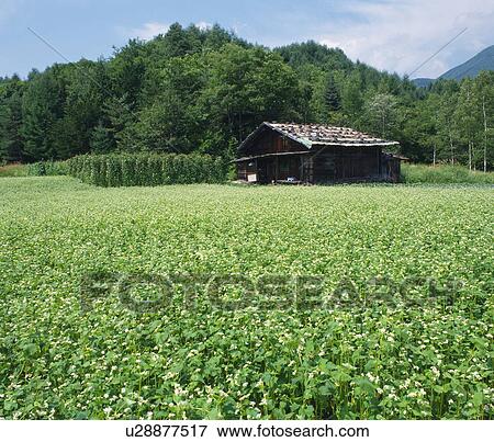 Stock Photo - Field of buckwheat, Nagano prefecture, Japan. Fotosearch