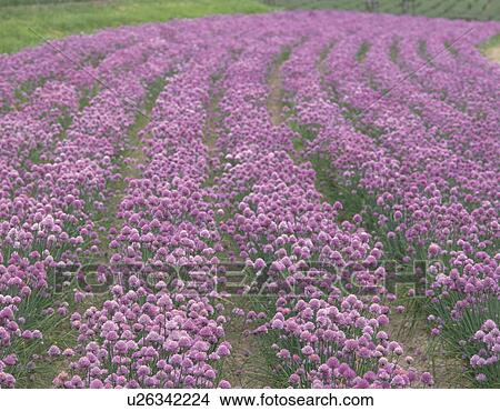 Picture - Field of chives, Nakafurano town, Hokkaido prefecture, Japan. Fotosearch