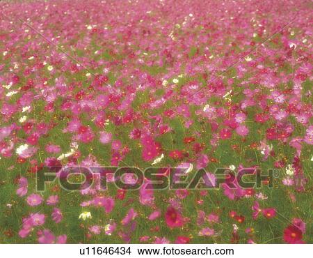 Picture - Field of cosmos, soft focus, full frame, Oshino village, Yamanashi prefecture, Japan. Fotosearch