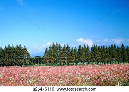 Stock Photograph - Field of cosmos. Fotosearch