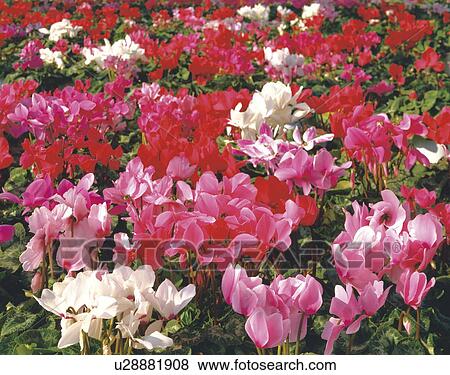 Field of Cyclamen View Large Photo Image Stock Photo - Field of Cyclamen. Fotosearch