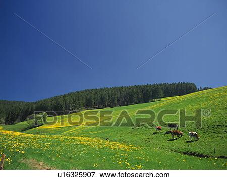 Field of dandelions, Germany View Large Photo Image Stock Photo - Field of dandelions, Germany. Fotosearch