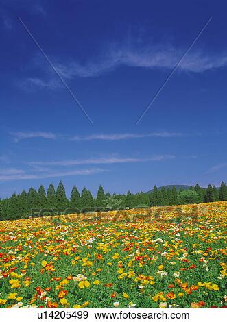 Field of Flowers View Large Photo Image Stock Photo - Field of Flowers. Fotosearch