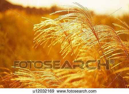 Field of Japanese silver grass, close up, sepia toned View Large Photo Image Stock Photo - Field of Japanese silver grass, close up, sepia toned. Fotosearch