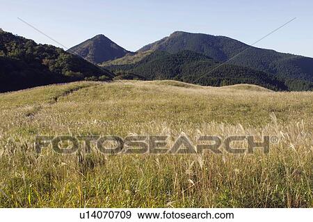 Field of Japanese silver grass in Soni Plateau, Soni village, Nara prefecture, Japan View Large Photo Image Stock Photo - Field of Japanese silver grass in Soni Plateau, Soni village, Nara prefecture, Japan. Fotosearch