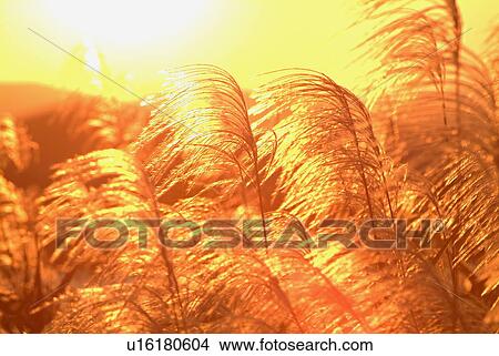 Field of Japanese silver grass in the evening, sepia toned View Large Photo Image Picture - Field of Japanese silver grass in the evening, sepia toned. Fotosearch