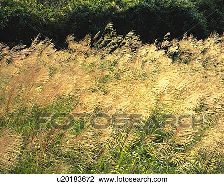 Field of Japanese silver grass, Fujiyoshida city, Yamanashi prefecture, Japan View Large Photo Image Stock Image - Field of Japanese silver grass, Fujiyoshida city, Yamanashi prefecture, Japan. Fotosearch