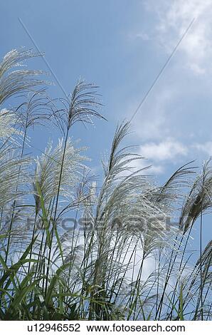 Field of Japanese silver grass under blue sky, Tokamachi city, Niigata prefecture, Japan View Large Photo Image Stock Image - Field of Japanese silver grass under blue sky, Tokamachi city, Niigata prefecture, Japan. Fotosearch