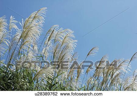 Field of Japanese silver grass under blue sky, Tokamachi city, Niigata prefecture, Japan View Large Photo Image Stock Image - Field of Japanese silver grass under blue sky, Tokamachi city, Niigata prefecture, Japan. Fotosearch