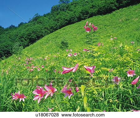 Field of pink lilies, Minamiaizu town, Fukushima prefecture, Japan View Large Photo Image Stock Photo - Field of pink lilies, Minamiaizu town, Fukushima prefecture, Japan. Fotosearch