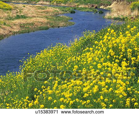 Field of rape blossoms beside river, Matsuzaki town, Shizuoka prefecture, Japan View Large Photo Image Stock Image - Field of rape blossoms beside river, Matsuzaki town, Shizuoka prefecture, Japan. Fotosearch