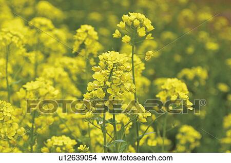 Field of rape blossoms, close up View Large Photo Image Picture - Field of rape blossoms, close up. Fotosearch