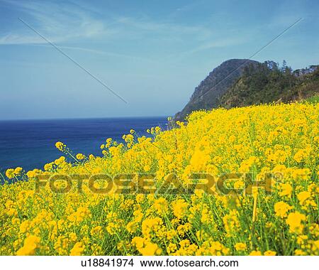 Field of rape blossoms, Kyotango city, Kyoto prefecture, Japan View Large Photo Image Picture - Field of rape blossoms, Kyotango city, Kyoto prefecture, Japan. Fotosearch