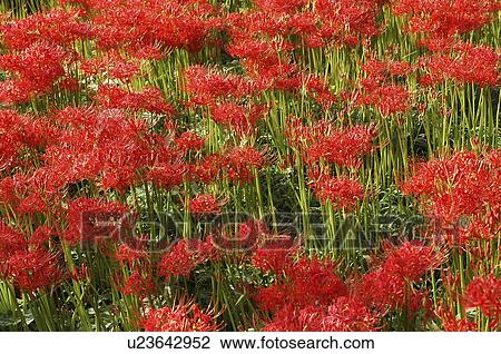 Field of red spider lily, full frame, Hidaka city, Saitama prefecture, Japan View Large Photo Image Stock Image - Field of red spider lily, full frame, Hidaka city, Saitama prefecture, Japan. Fotosearch