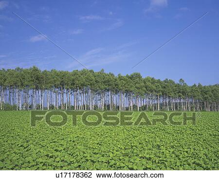 Stock Image - Field of soybeans, Kamishihoro town, Hokkaido prefecture, Japan. Fotosearch