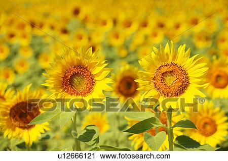 Stock Image - Field of sunflowers, full frame, Zama city, Kanagawa prefecture, Japan. Fotosearch