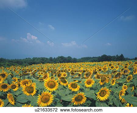Field of sunflowers under blue sky, Yamanashi prefecture, Japan View Large Photo Image Stock Image - Field of sunflowers under blue sky, Yamanashi prefecture, Japan. Fotosearch