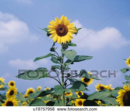 Field of sunflowers under blue sky, Oshino village, Yamanashi prefecture, Japan View Large Photo Image Stock Photo - Field of sunflowers under blue sky, Oshino village, Yamanashi prefecture, Japan. Fotosearch