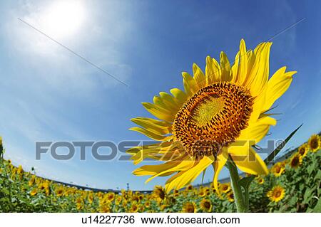 Field of sunflowers under blue sky, fish-eye lens, Zama city, Kanagawa prefecture, Japan View Large Photo Image Stock Photograph - Field of sunflowers under blue sky, fish-eye lens, Zama city, Kanagawa prefecture, Japan. Fotosearch