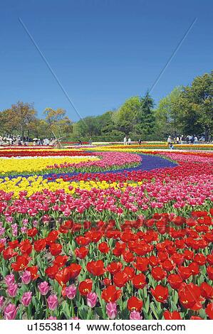 Picture - Field of tulips. Fotosearch