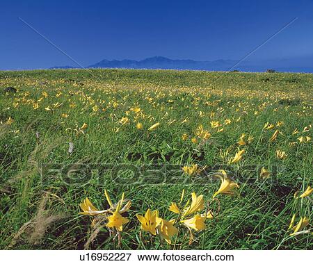 Stock Photo - Field of yellow flowers in Kirigamine Plateau, Nagano prefecture, Japan . Fotosearch