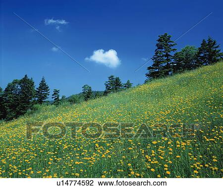 Field of yellow flowers in Shiga Plateau, Yamanouchi town, Nagano prefecture, Japan View Large Photo Image Stock Image - Field of yellow flowers in Shiga Plateau, Yamanouchi town, Nagano prefecture, Japan. Fotosearch