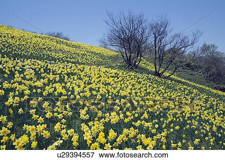 Stock Photo - Field of Yellow Narcissuses. Fotosearch