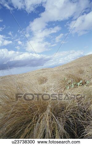 Stock Image - Field. Fotosearch