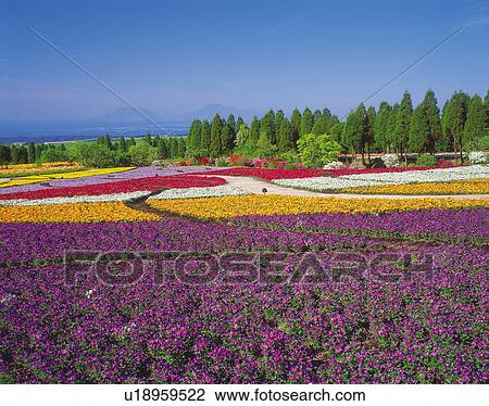 Fields of flowers, Oita prefecture, Japan View Large Photo Image Stock Image - Fields of flowers, Oita prefecture, Japan. Fotosearch