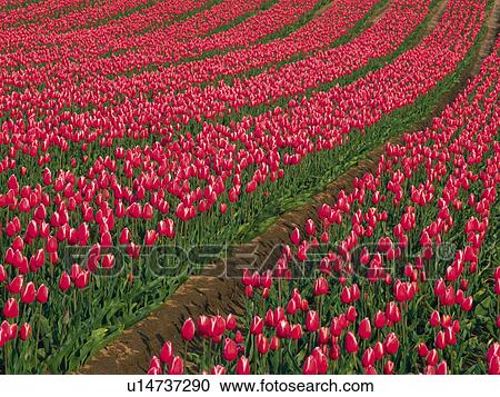 Filed of Red Tulip View Large Photo Image Stock Image - Filed of Red Tulip. Fotosearch