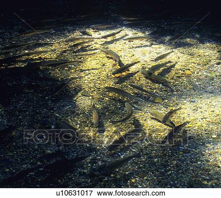 Fishes swimming in river View Large Photo Image Stock Photo - Fishes swimming in river. Fotosearch