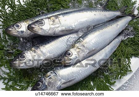 Five sardines on leaves View Large Photo Image Stock Photo - Five sardines on leaves. Fotosearch