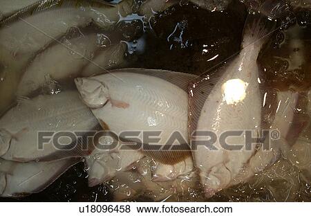 Flatfishes in Iced Water View Large Photo Image Stock Photo - Flatfishes in Iced Water. Fotosearch