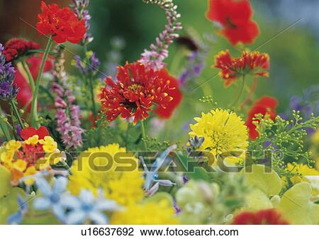 Stock Image - Flower arrangement. Fotosearch