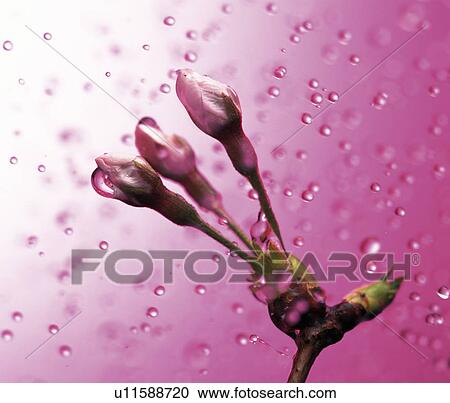Flower buds and water drops, close up, pink background View Large Photo Image Stock Image - Flower buds and water drops, close up, pink background. Fotosearch