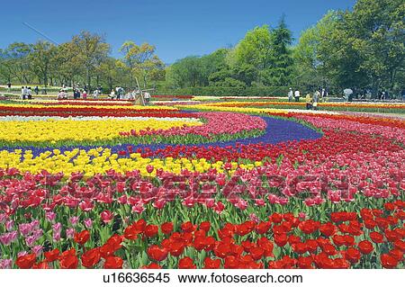 Flower Field of Tulip View Large Photo Image Stock Photography - Flower Field of Tulip. Fotosearch