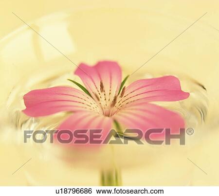 Stock Photograph - Flower in glass of water, close up, colored background. Fotosearch