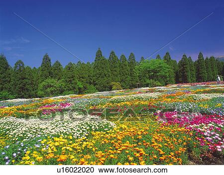 Flower Patch View Large Photo Image Stock Image - Flower Patch. Fotosearch
