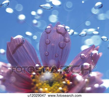 Flower underwater View Large Photo Image Stock Photo - Flower underwater. Fotosearch