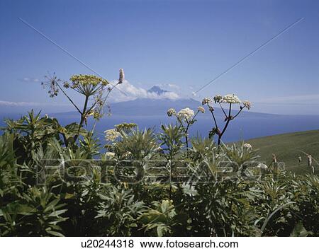 Stock Photo - Flowers in the field, Rebun island, Hokkaido prefecture, Japan. Fotosearch