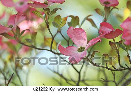 Stock Photo - Flowers of dogwood tree, close up, Kofu city, Yamanashi prefecture, Japan. Fotosearch