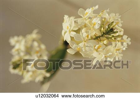 Picture - Flowers. Fotosearch