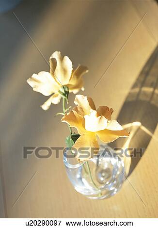 Flowers View Large Photo Image Stock Photo - Flowers. Fotosearch