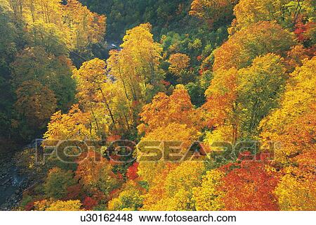 Forest in Autumn, Aomori Prefecture, Honshu, Japan View Large Photo Image Stock Photo - Forest in Autumn, Aomori Prefecture, Honshu, Japan. Fotosearch