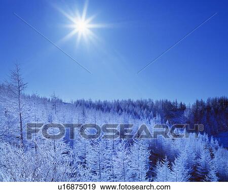Stock Photo - Forest in winter, Nagano Prefecture, Honshu, Japan. Fotosearch