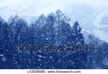 Stock Image - Forest in winter. Fotosearch
