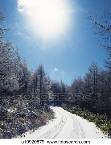 Stock Photo - Forest in winter. Fotosearch