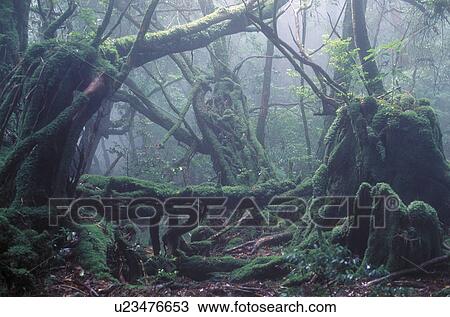 Stock Image - Forest in Yakushima island, Kagoshima prefecture, Japan. Fotosearch