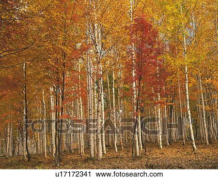 Stock Image - Forest of white birch trees in autumn, Shibetsu city, Hokkaido prefecture, Japan. Fotosearch