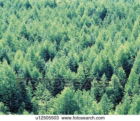 Forest View Large Photo Image Stock Image - Forest. Fotosearch
